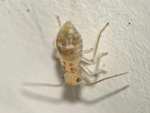 Graphopsocus cruciatus